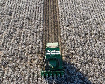 Tractor In Cotton Field