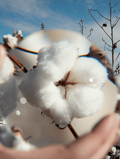 Magnified cotton boll in cotton field vertical